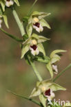 Geelgroene wespenorchis (Epipactis muelleri)