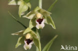 Geelgroene wespenorchis (Epipactis muelleri)