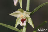 Geelgroene wespenorchis (Epipactis muelleri)