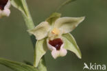 Geelgroene wespenorchis (Epipactis muelleri)