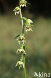 Geelgroene wespenorchis (Epipactis muelleri)