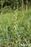 Geelgroene wespenorchis (Epipactis muelleri)