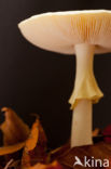 false death cap (Amanita citrina)