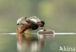 Black-necked Grebe (Podiceps nigricollis)