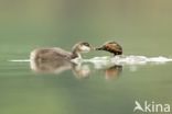 Black-necked Grebe (Podiceps nigricollis)