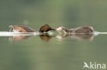 Black-necked Grebe (Podiceps nigricollis)