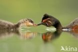 Black-necked Grebe (Podiceps nigricollis)