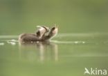 Geoorde Fuut (Podiceps nigricollis)