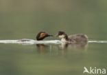 Geoorde Fuut (Podiceps nigricollis)