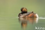 Geoorde Fuut (Podiceps nigricollis)