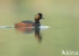 Black-necked Grebe (Podiceps nigricollis)