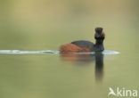 Geoorde Fuut (Podiceps nigricollis)