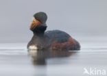 Geoorde Fuut (Podiceps nigricollis)