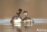 Geoorde Fuut (Podiceps nigricollis)