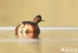 Black-necked Grebe (Podiceps nigricollis)