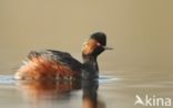 Geoorde Fuut (Podiceps nigricollis)