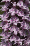 Gevlekte orchis (Dactylorhiza maculata)