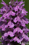 Gevlekte orchis (Dactylorhiza maculata)