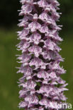 Gevlekte orchis (Dactylorhiza maculata)