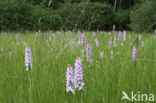 Gevlekte orchis (Dactylorhiza maculata)