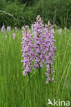 Gevlekte orchis (Dactylorhiza maculata)