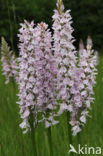 Gevlekte orchis (Dactylorhiza maculata)