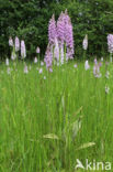 Gevlekte orchis (Dactylorhiza maculata)