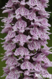 Gevlekte orchis (Dactylorhiza maculata)