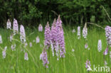 Gevlekte orchis (Dactylorhiza maculata)