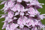 Gevlekte orchis (Dactylorhiza maculata)