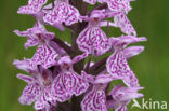 Gevlekte orchis (Dactylorhiza maculata)