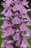 Gevlekte orchis (Dactylorhiza maculata)