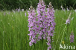 Gevlekte orchis (Dactylorhiza maculata)