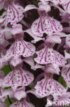 Gevlekte orchis (Dactylorhiza maculata)