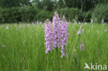 Gevlekte orchis (Dactylorhiza maculata)