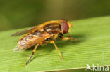 Gewone fluweelzwever (Parhelophilus versicolor)