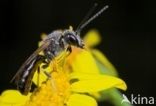 Slender Mining Bee (Lasioglossum calceatum)