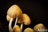 Gewone glimmerinktzwam (Coprinus micaceus)