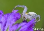 Gewone kameleonspin (Misumena vatia)