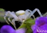 Gewone kameleonspin (Misumena vatia)