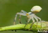 Flower Queen (Misumena vatia)