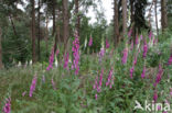 Foxglove (Digitalis purpurea)