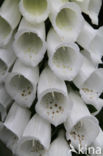 Foxglove (Digitalis purpurea)