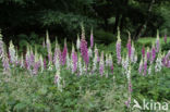 Gewoon vingerhoedskruid (Digitalis purpurea)