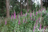 Gewoon vingerhoedskruid (Digitalis purpurea)