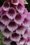 Gewoon vingerhoedskruid (Digitalis purpurea)