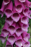 Gewoon vingerhoedskruid (Digitalis purpurea)