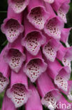 Gewoon vingerhoedskruid (Digitalis purpurea)