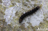 Dingy Footman (Eilema griseola)