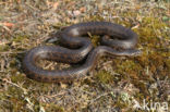 gladde slang (Coronella austriacus)